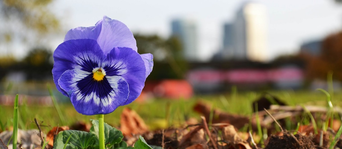The Pansy Project; Pansy Documentary